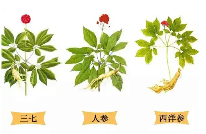 花旗参和人参的四大区别