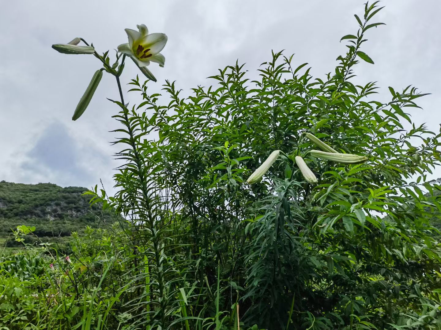 野生百合种球批发价格