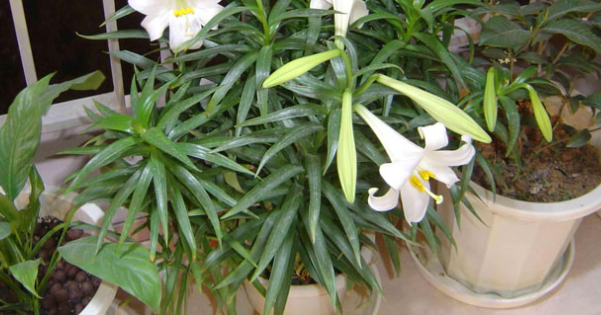 百合种球多长时间开花