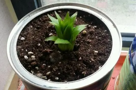 百合种球多长时间开花