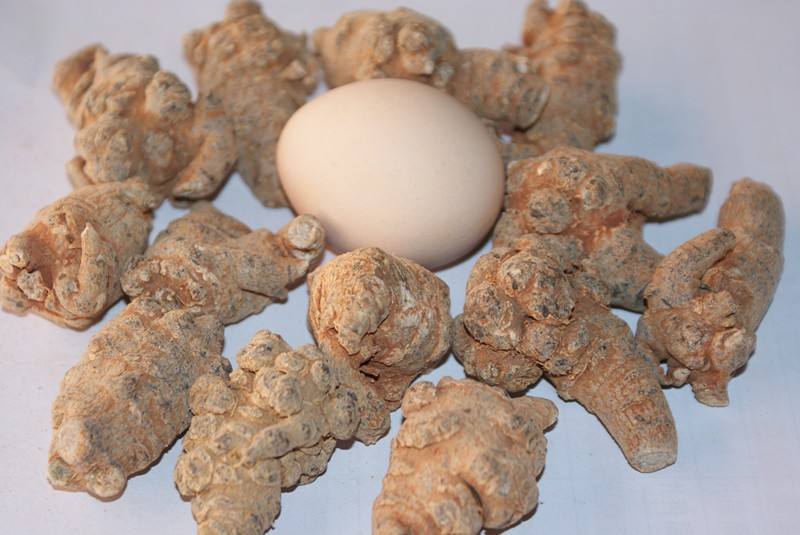 三七大小药效有区别吗？三七头数多好还是少好？