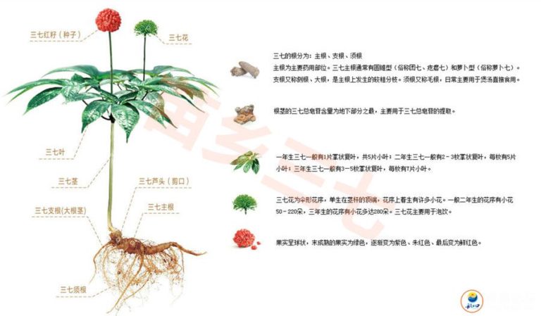 三七植物的划分及分类