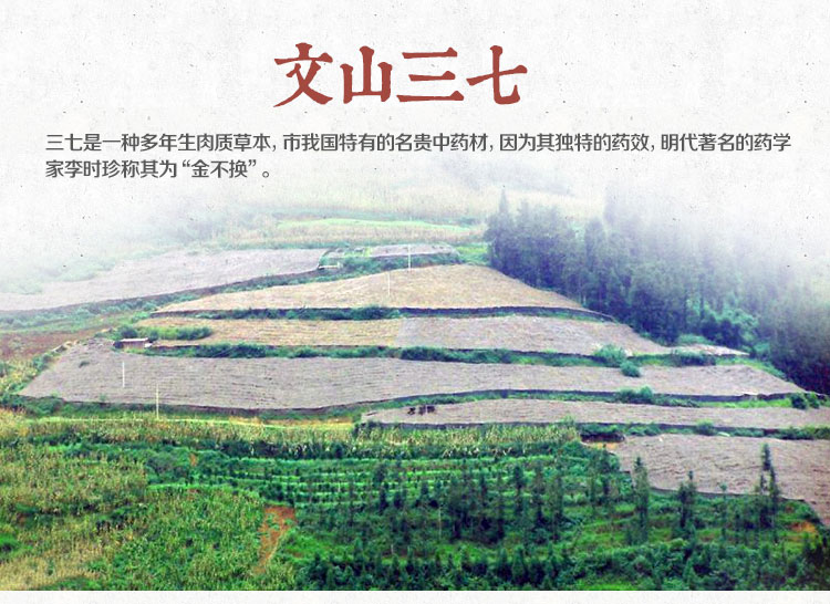 文山三七是哪里的特产