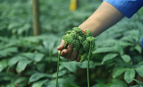 文山三七花产量