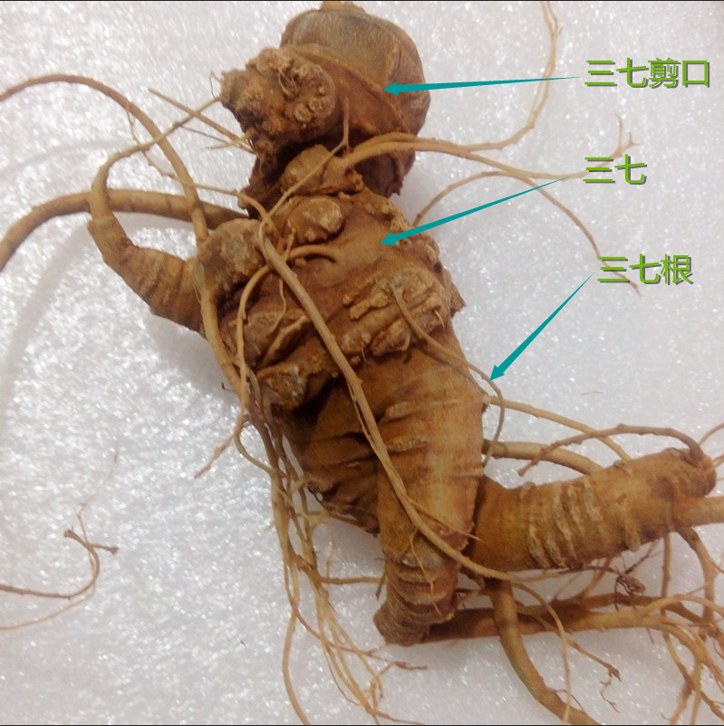 三七芦头和主根哪个好？