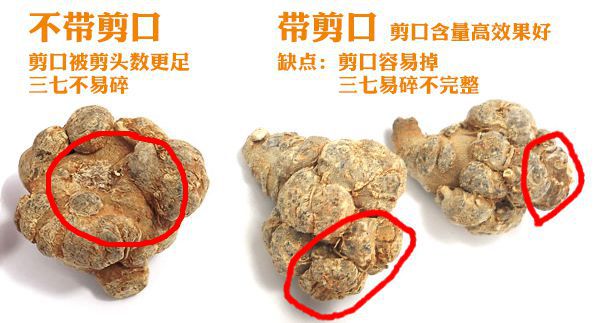 三七芦头和主根哪个好？