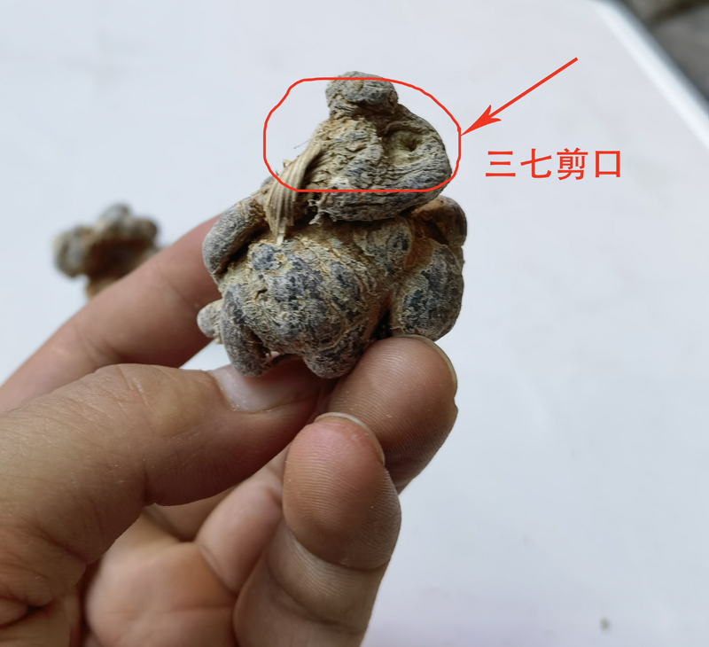 带帽三七是什么意思【图解】