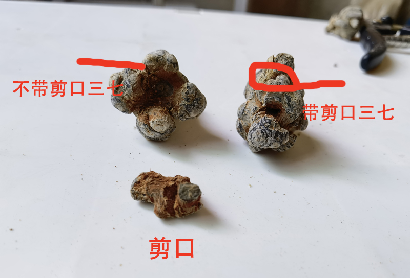 带帽三七是什么意思【图解】
