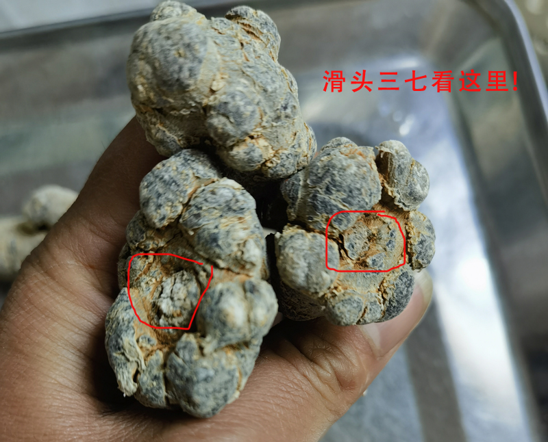 三七滑头是什么意思【图解】