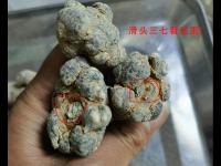 滑头三七是什么意思【图解】