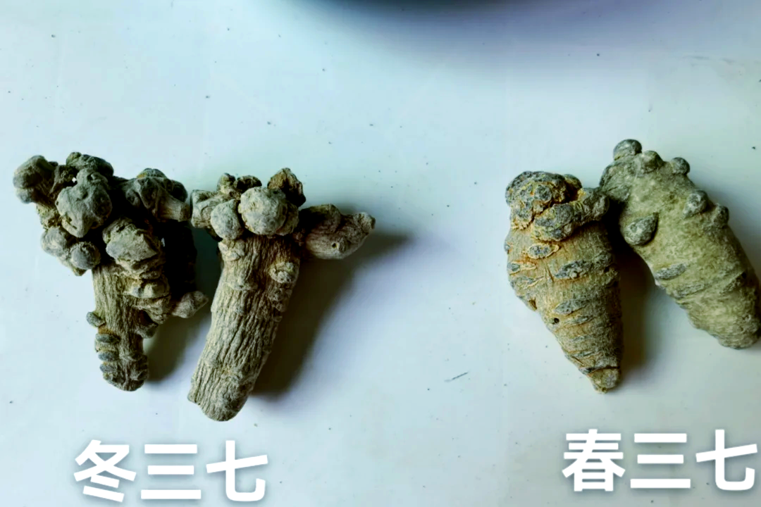 春三七营养价值是冬三七的几倍？
