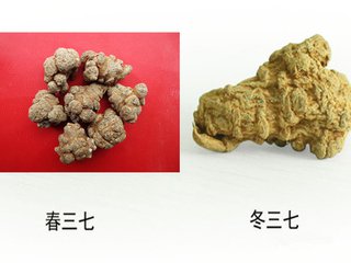 春三七营养价值是冬三七的几倍？
