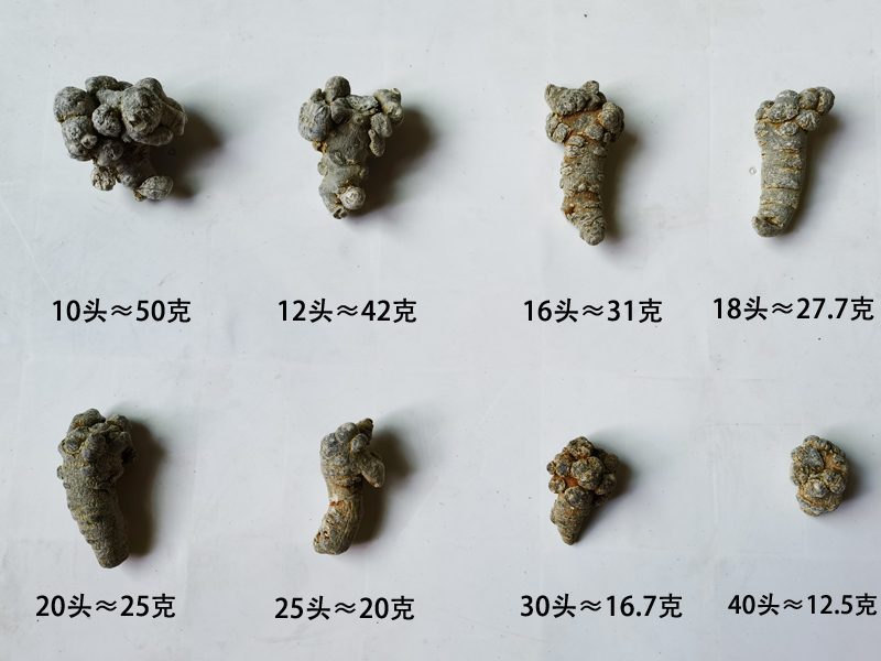三七头是什么意思?三张图看懂文山三七头