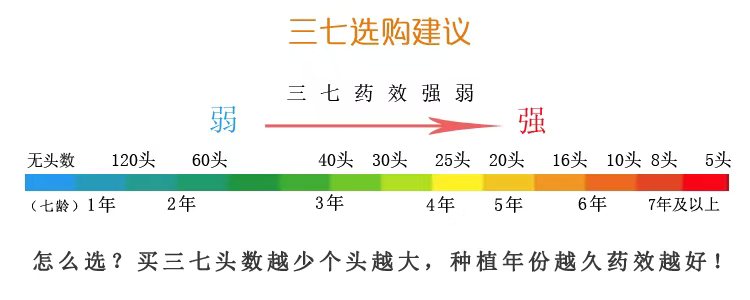 三七头数大小药效区别大吗
