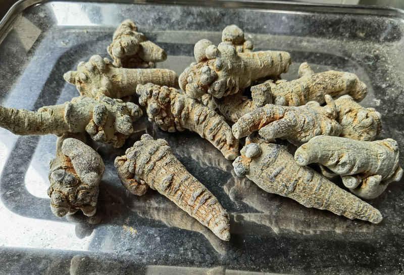 三七头数大小药效区别大吗