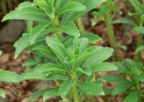 种类 景天三七景天三七,又名:费菜(救荒本草)土三七(通称,旱三七,四