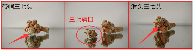 滑头三七：三七滑头什么样？