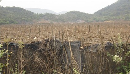 三七产地文山，三七种植情况