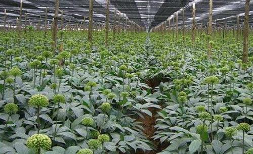 三七种植对温度光照的要求