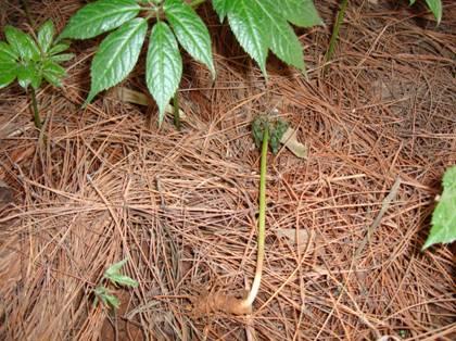 三七种植如何选地整地