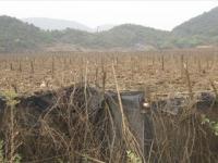 文山三七是大棚种出来的吗？