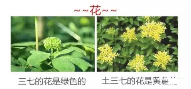 吃三七粉有毒副作用？你可能吃了假三七