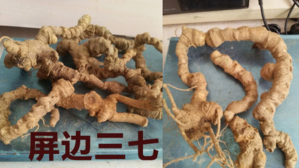 三七粉的副作用有毒吗？你可能吃了假三七粉！